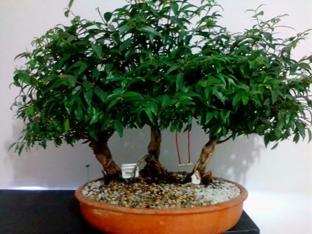 Bonsai  Bosque de Guayacan Edad  15 años Aproximado   Valor:$  300.000    COP   Asesoria , Instrucciones y recomendaciones  de  cuidado,  1 UNIDAD  Incluye  envio en Bogota 